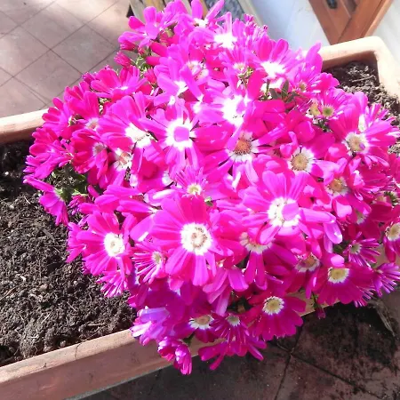 Oda ve Kahvaltı Milly